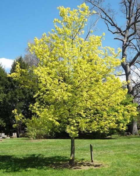 Acer negundo 'Kelly's Gold' (Rumeni ameriški javor)