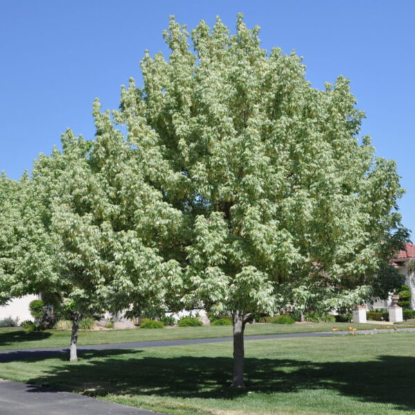 Acer negundo 'Variegatum' (Pisanolistni ameriški javor)