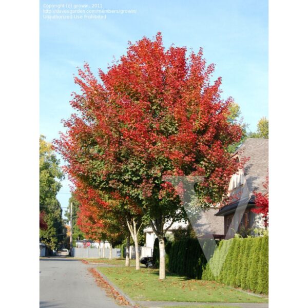 Acer Norwegian Sunset= 'Keithsform' (Javor)