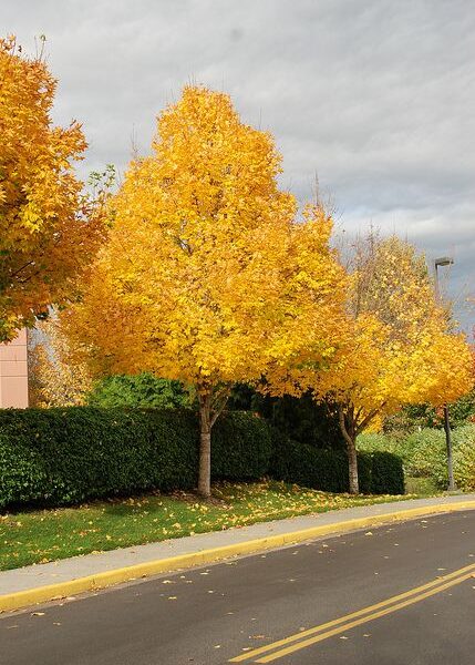 Acer platanoides 'Emerald Queen' (Ostrolistni/Norveški javor)