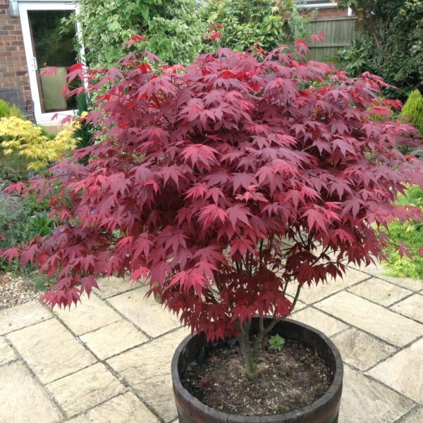 Acer palmatum 'Atropurpureum' (Rdečelistni pahljačasti javor na steblu)