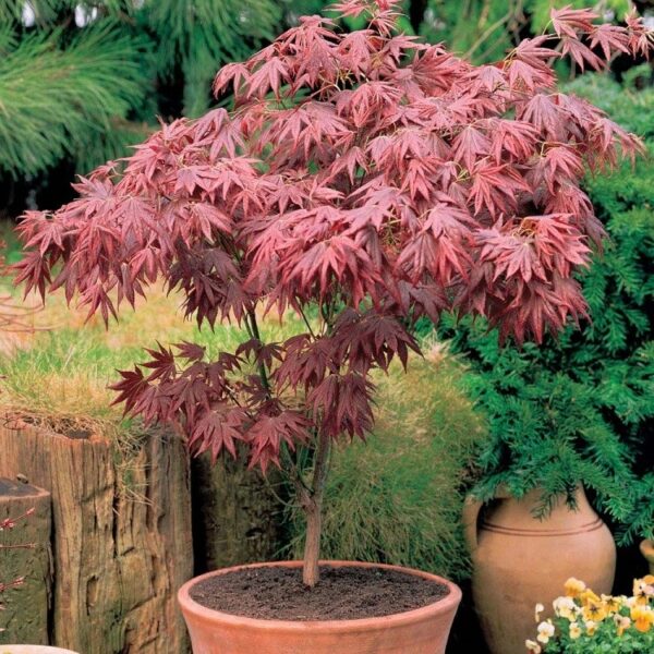 Acer palmatum 'Atropurpureum' (Rdečelistni pahljačasti javor)