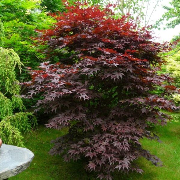 Acer palmatum 'Bloodgood' (Rdečelistni pahljačasti javor)