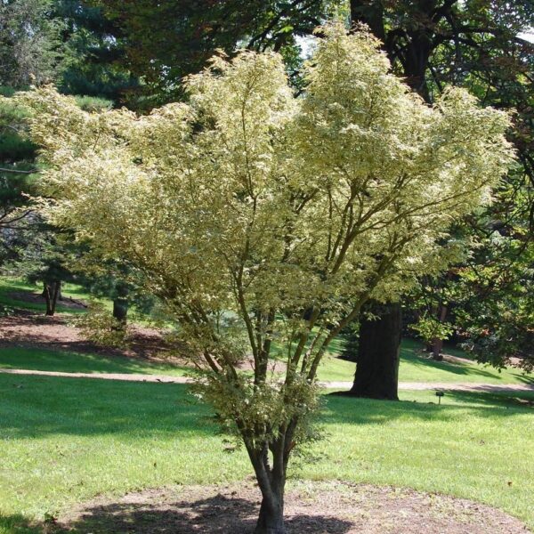 Acer palmatum 'Butterfly' (Pahljačasti javor)