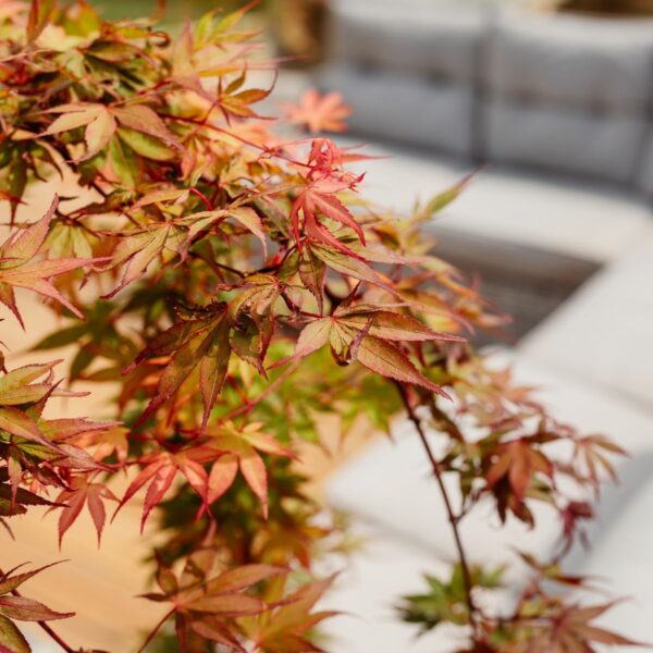 Acer palamtum 'Cascade Ruby' (Pahljačasti javor)