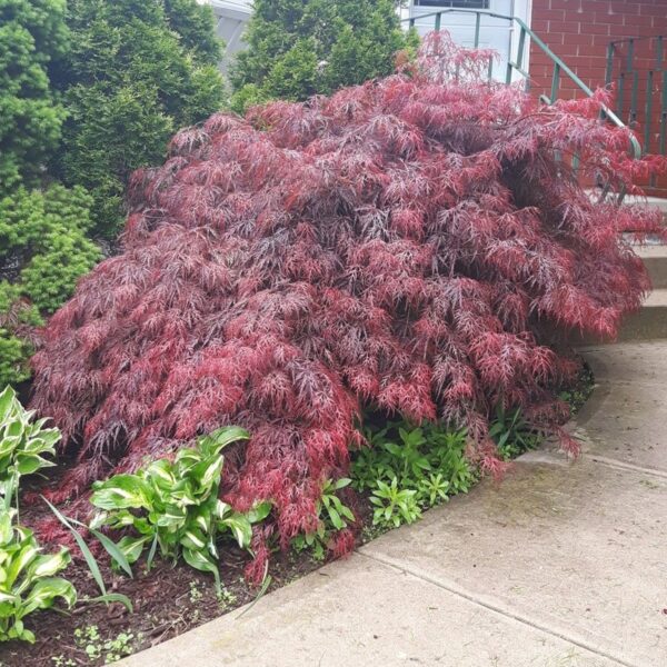 Acer palmatum 'Crimson Queen' (Pahljač. rdečelist. javor)