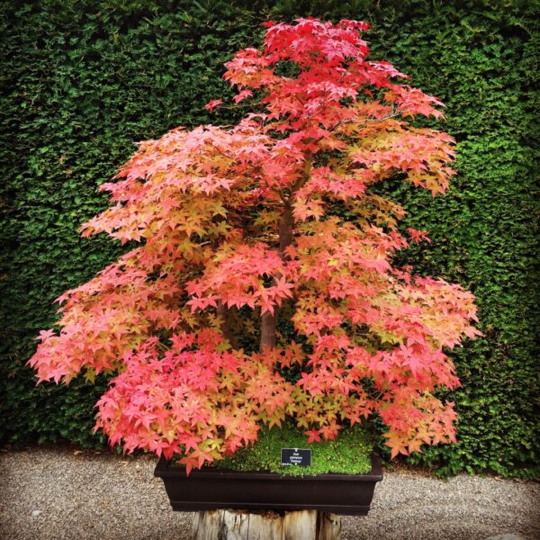 Acer palmatum 'Deshojo' (Pahljačasti javor)