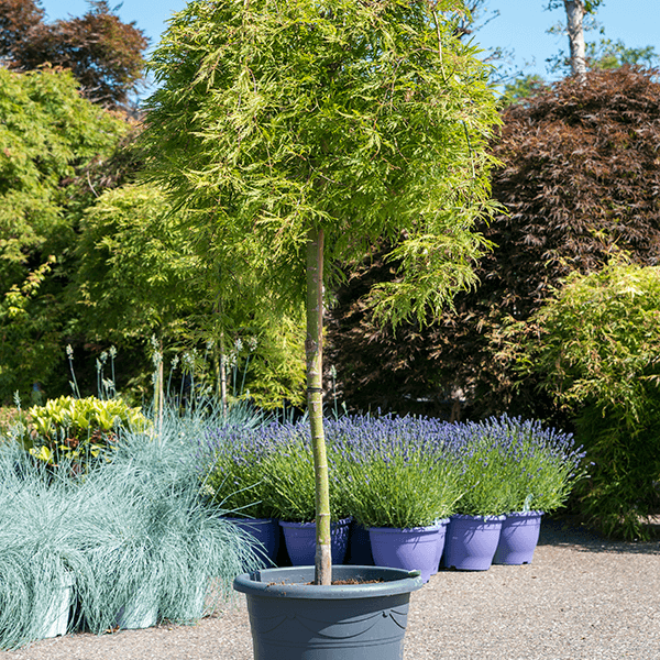 Acer palmatum dissectum 'Flavescens' (Pahljačasti javor)