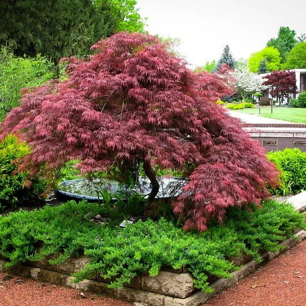 Acer palmatum 'Dissectum Garnet' (Rdečelistni pahljačasti javor na steblu)
