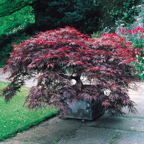 Acer palmatum 'Dissectum Garnet' (Rdečelistni pahljačasti javor)