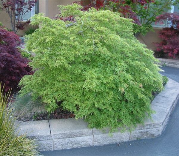 Acer palamtum 'Viridis' (Pahljačasti javor)