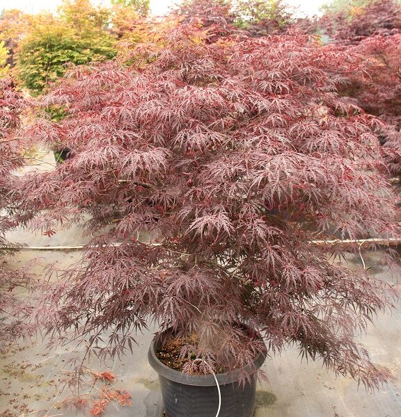 Acer palmatum 'Firecracker' (Pahljačasti rdečelistni javor)