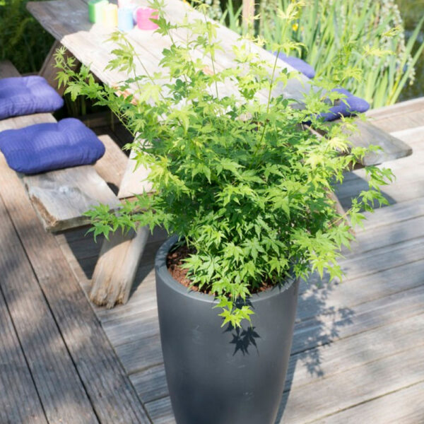 Acer palmatum 'Going Green' (Pahljačasti javor)