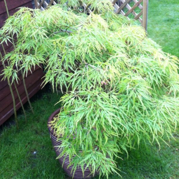 Acer palmatum 'Green Lace' (Pahljačasti javor)