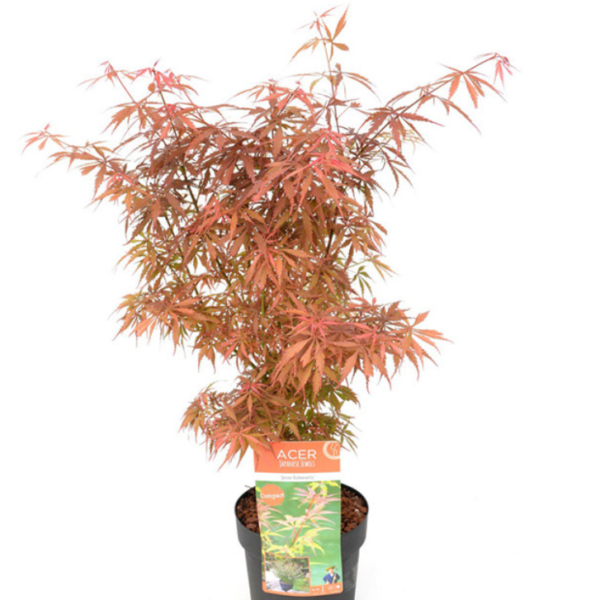 Acer palmatum 'Jerre Schwartz' (Pahljačasti javor)