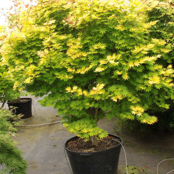 Acer shirasawanum 'Jordan ' (Japonski javor)