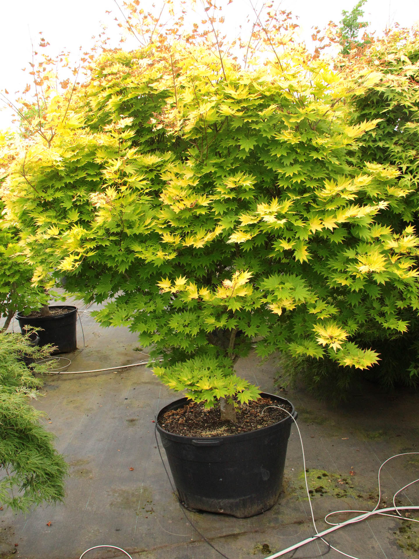 ACPAJO_0.jpg Acer shirasawanum 'Jordan ' (Japonski javor) - slika 1