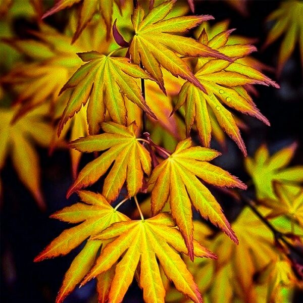 Acer palmatum 'Katsura' (Pahljačasti javor)