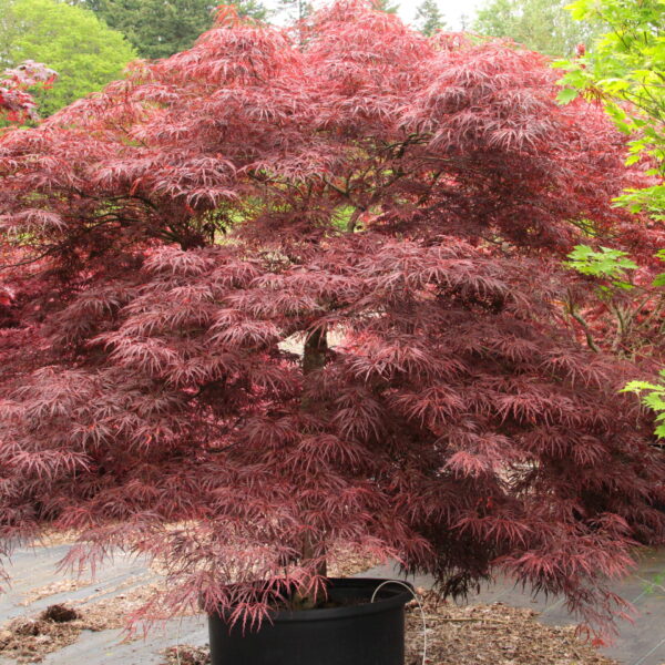 Acer palmatum 'Lionheart' (Pahljačasti javor)