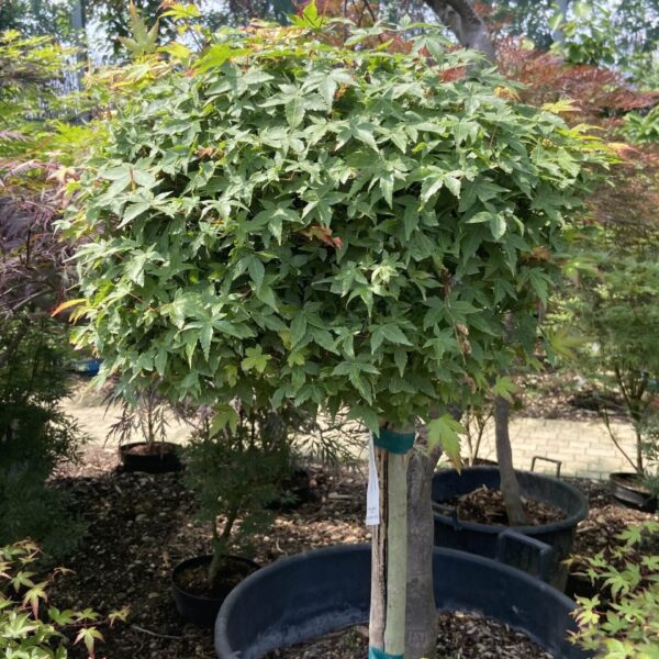 Acer palmatum 'Little Princess' (Pahljačasti javor na steblu)