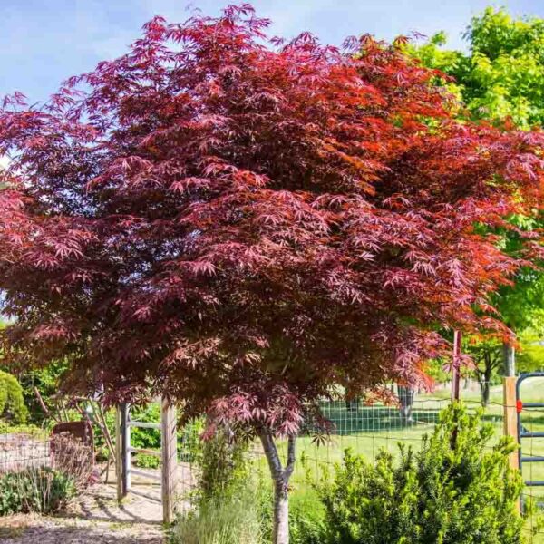 Acer palmatum ‘Suminagashi’ – (Japonski pahljačasti javor)