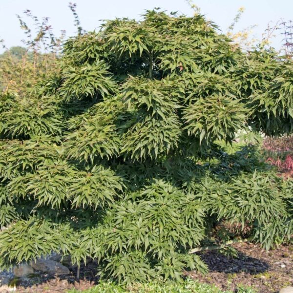 Acer palmatum 'Mikawa Yatsubusa' (Pahljačasti javor)