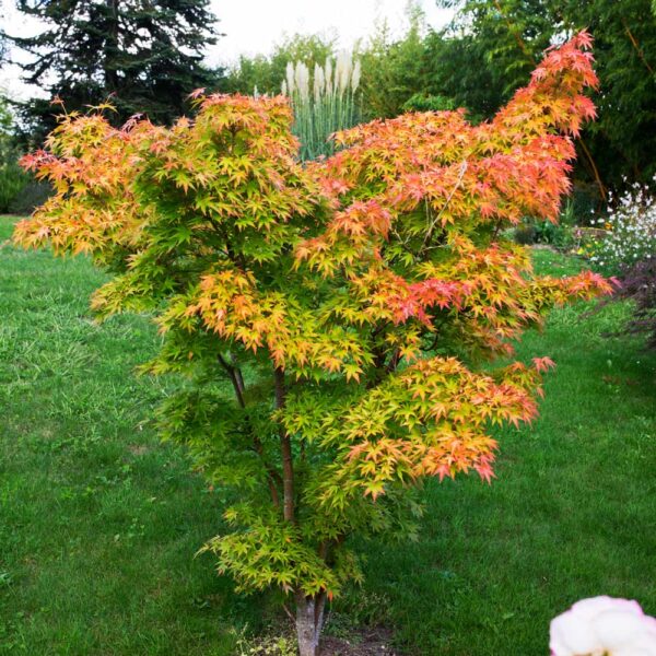 Acer palmatum 'Orange Dream' (Pahljačasti javor)