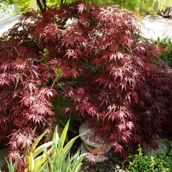 Acer palmatum 'Pendulum Julian' (Pahljačasti javor)