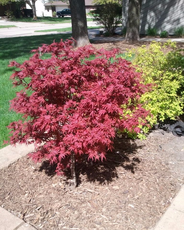 ACPAPI_2.jpg Acer palmatum 'Pixie' (Pahljačasti javor) - slika 1