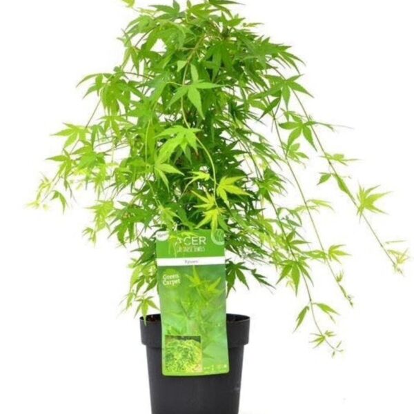 Acer palmatum 'Ryusen' (Pahljačasti javor)