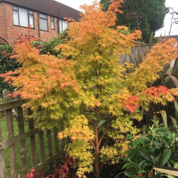 Acer palmatum 'Sango Kaku' (Pahljačasti javor)