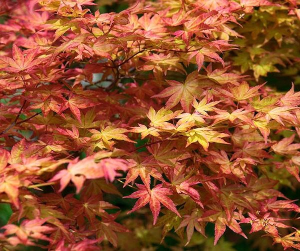 Acer palmatum 'Shin Deshojo' (Pahljačasti javor)