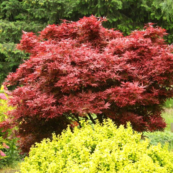 Acer palmatum 'Shaina' (Japonski rdečelistni javor)