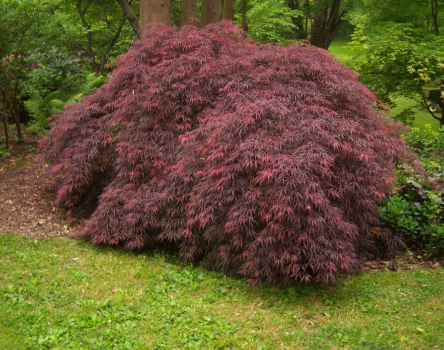 ACPATA_0.png Acer palmatum 'Tamukeyama' (Japonski javor) - slika 1