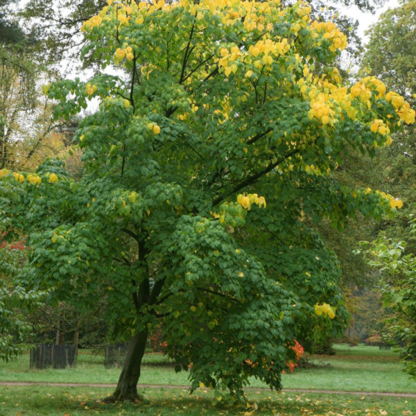 Acer pensylvanicum (Pensilvanski javor)