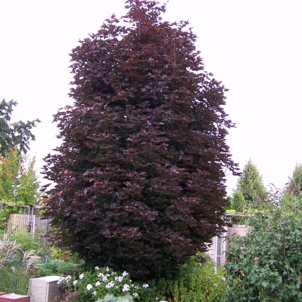 Acer platanoides 'Crimson Sentry' (Rdečelistni ostrolistni javor)