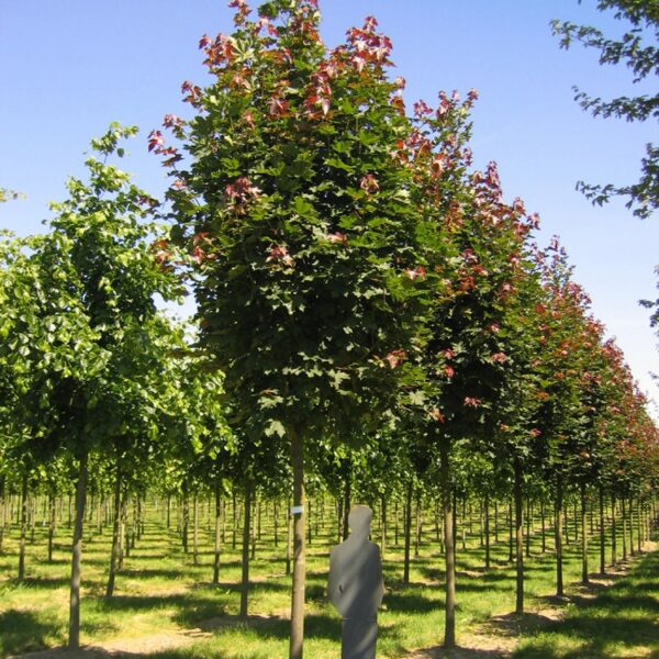 Acer platanoides `Deborah` (Ostrolistni javor)