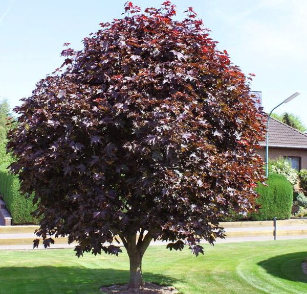 Acer platanoides Fassens Black (Rdečelistni ostrolistni javor)
