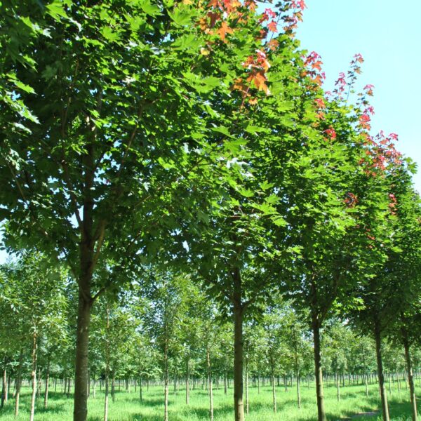 Acer platanoides 'Fairview' (Ostrolistni javor)