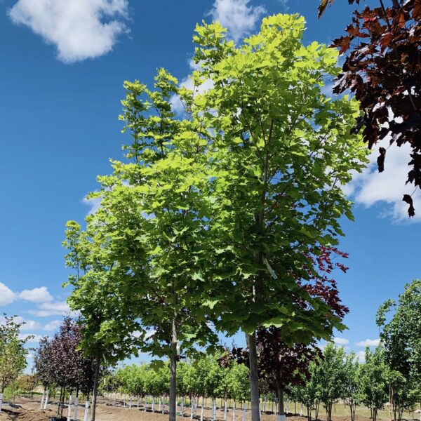 Acer platanoides 'Parkway' (Ostrolistni javor)