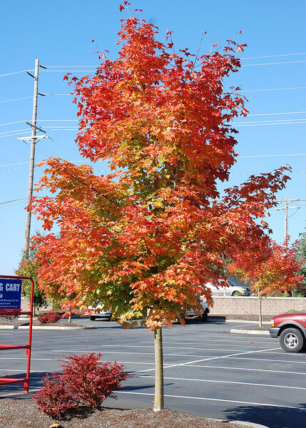 Acer  'Pacific Sunset'  (Ostrolistni javor)