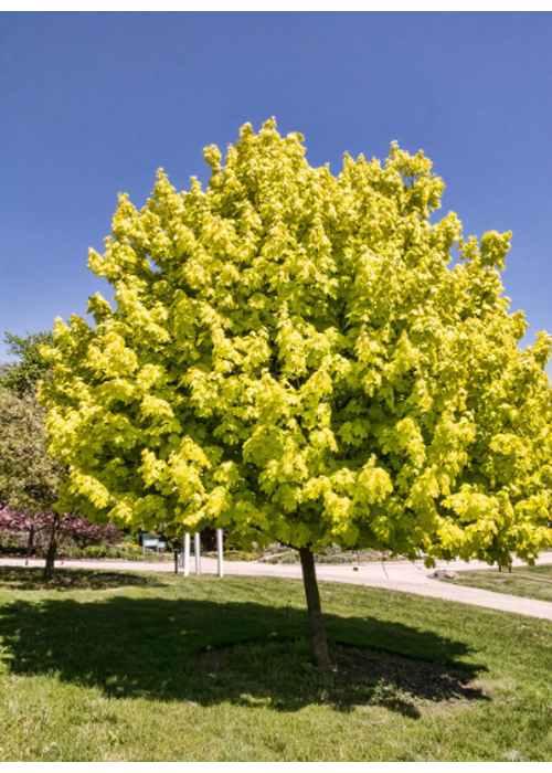 ACPLPRGO_1.png Acer platanoides 'Priceton Gold' (Ostrolistni javor) - slika 1