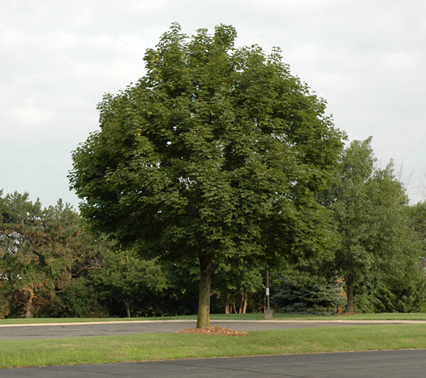 Acer platanoides 'Superform' (Ostrolistni javor)