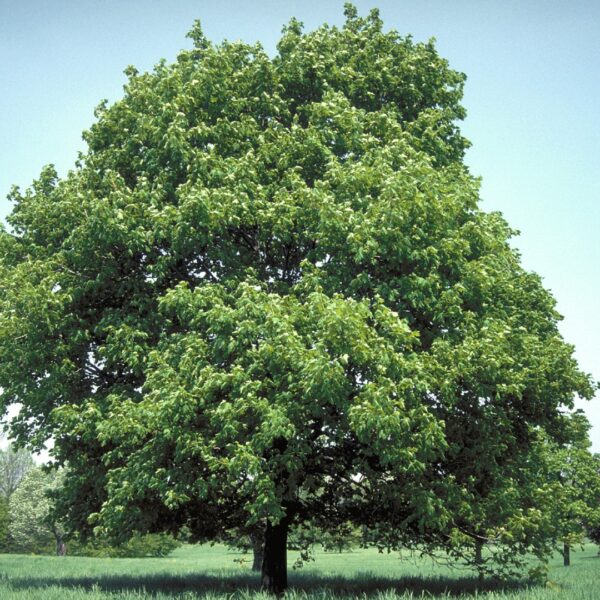 Acer platanoides (Ostrolistni javor)