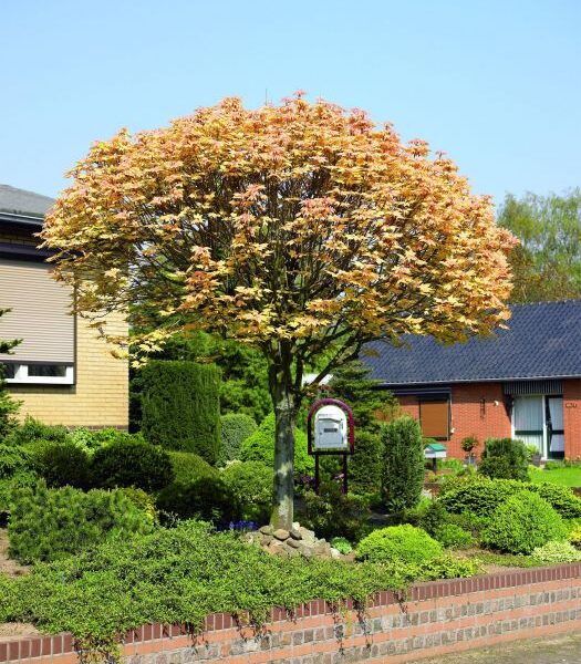 Acer pseudoplatanus 'Briliantissimum' (Beli/Gorski javor)