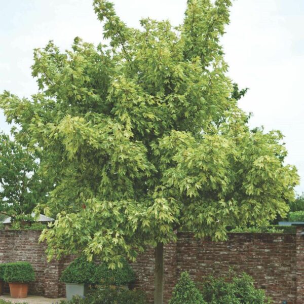 Acer pseudoplatanus 'Leopoldii' (Pisanolistni gorski javor)