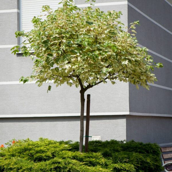 Acer pseudoplatanus 'Simon Louis Freres' (Pisanolistni gorski javor)