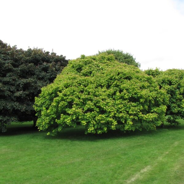 Acer pseudoplatanus 'Worley' (Beli/Gorski javor)