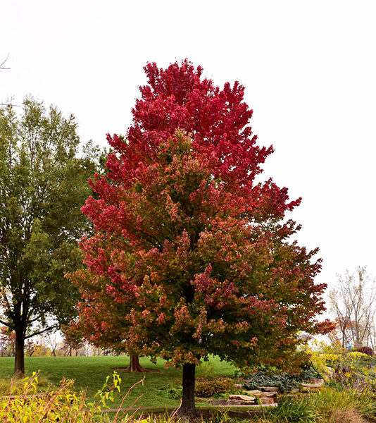 Acer rubrum `Red Sunset` (Rdeči javor)