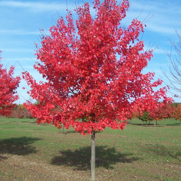 Acer rubrum 'Somerset' (Rdeči javor 'Somerset')